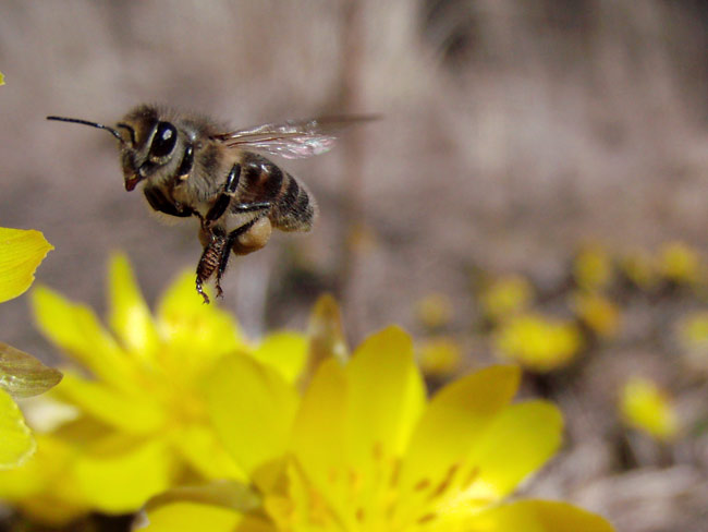 飛び立つニホンミツバチ