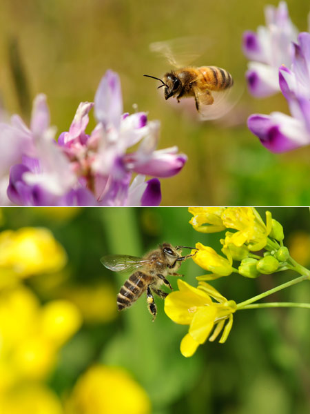 連載「日本昆虫記」2　ミツバチ