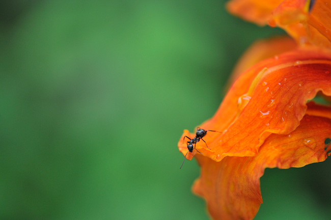 花の上のクロヤマアリ