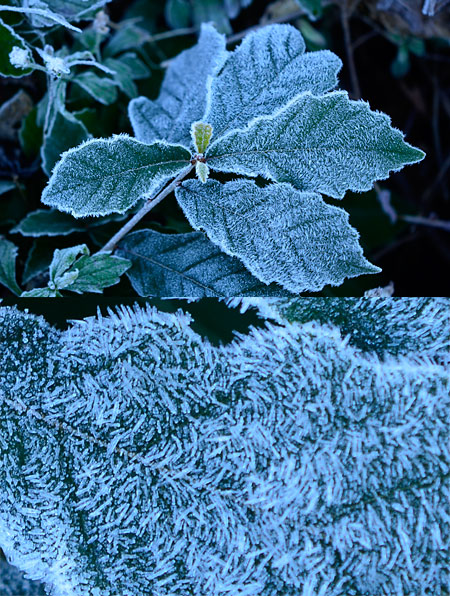 コナラの葉についた霜