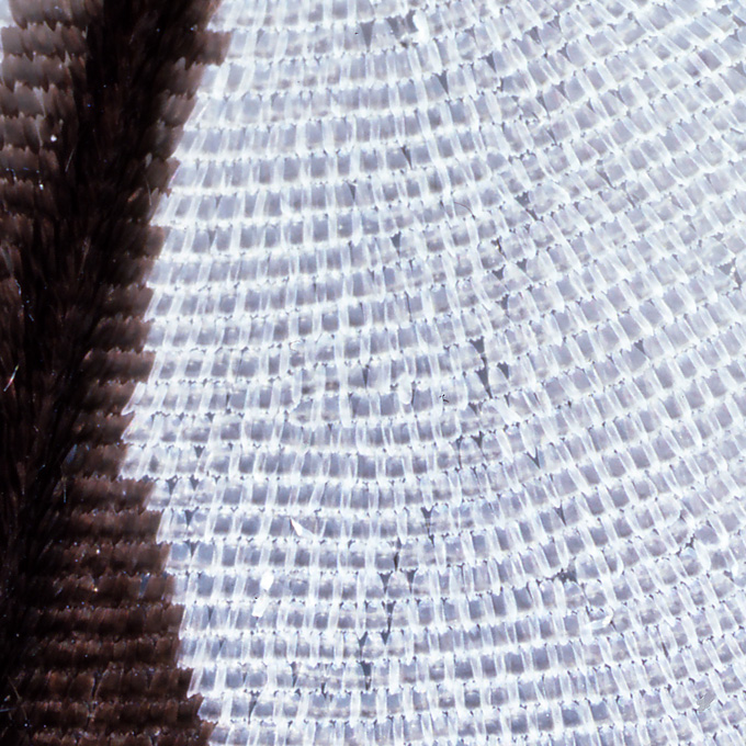 オオゴマダラの鱗粉
