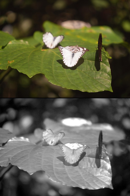 ヒメトガリシロチョウを紫外線カメラで撮る