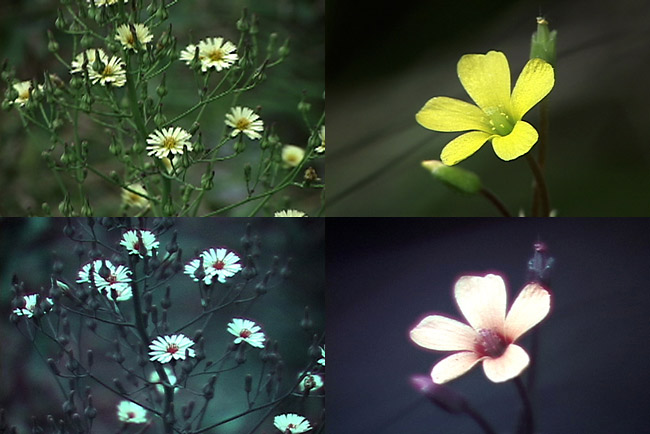 カタバミの花の紫外線写真