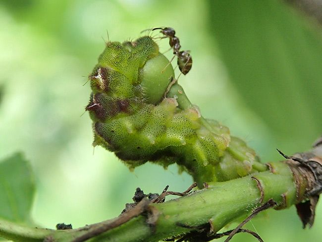 クロウメモドキのみを食べるトラフシジミの幼虫