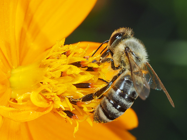 自作テレコンで撮影したニホンミツバチ