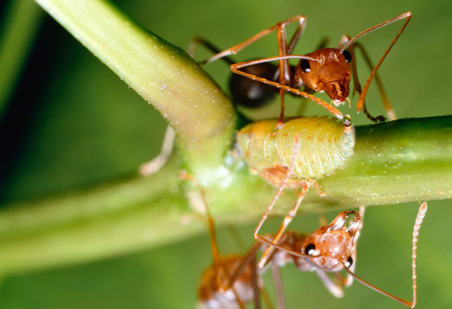 幼虫を運ぶツムギアリ