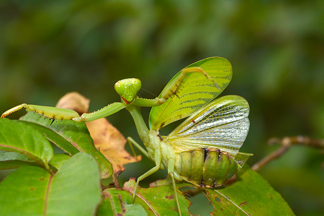 翅の丸い緑のカマキリ