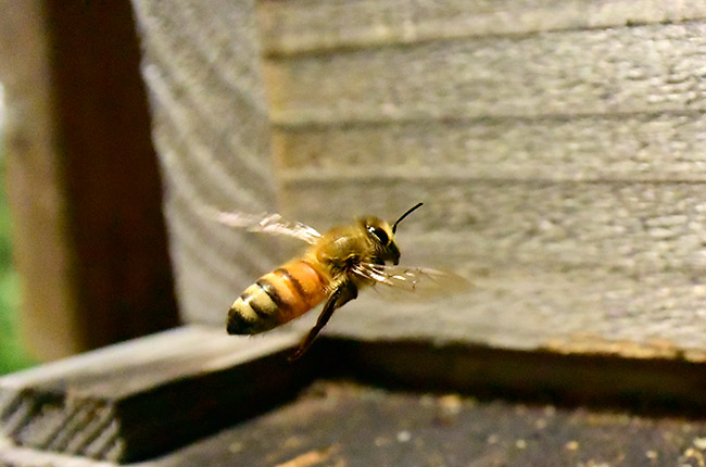 アトリエのミツバチ