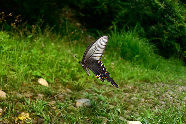 オナガアゲハの飛翔