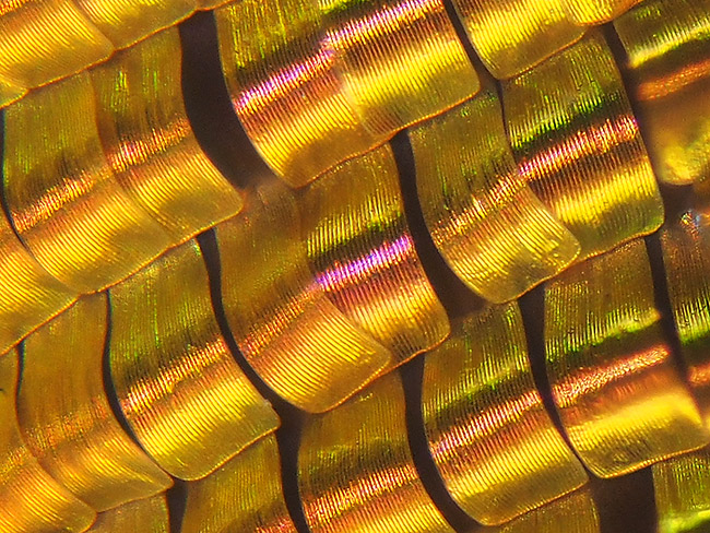 ニシキツバメガの鱗粉を顕微鏡レンズで