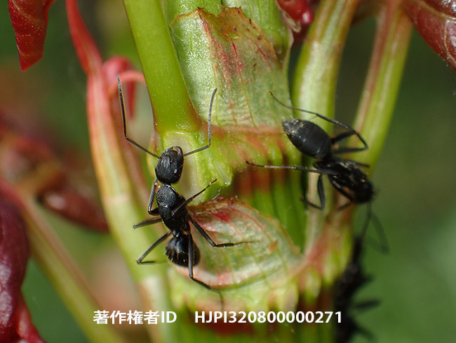 イタドリの蜜腺を舐めるクロオオアリ　Camponotus japonicus