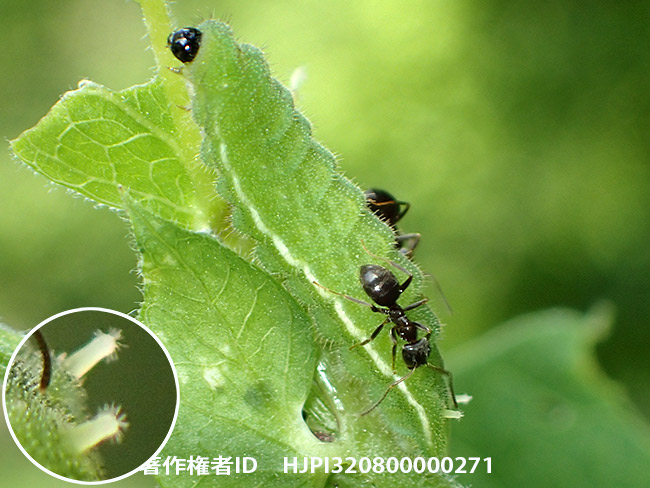 アサマシジミ幼虫とトビイロケアリ Lycaeides subsolana
