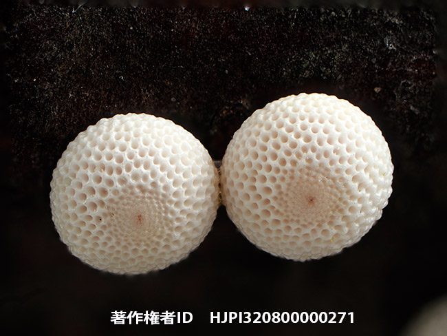ウスバシロチョウの卵を深度合成で　Parnassius citrinarius