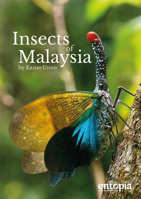 フィールドガイド　マレーシアの昆虫