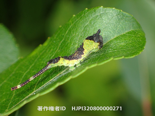 ホシナカグロモクメシャチホコの幼虫 Furcula bicuspis 