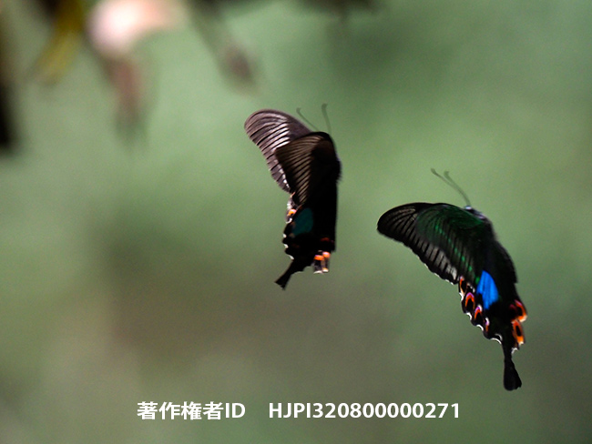 ルリモンアゲハの求愛飛翔　Papilio paris