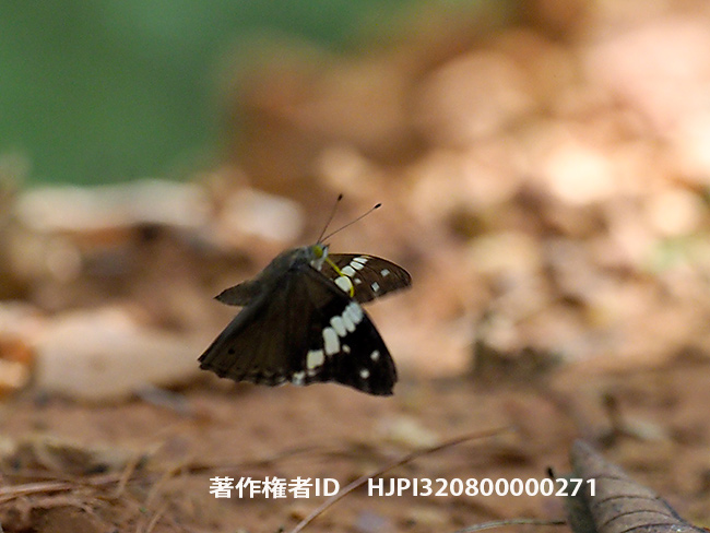 ナガコムラサキの飛翔　Chiltoria naga