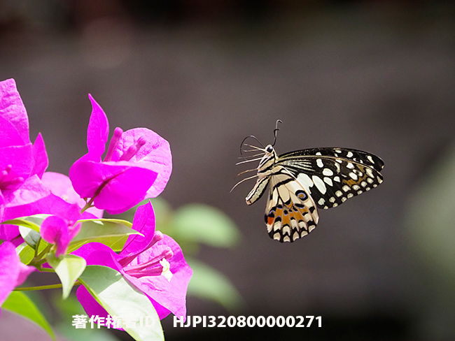 オナシアゲハを12-100で撮影　Papilio demoleus