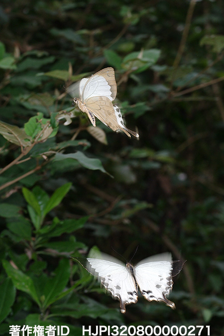 マダガスカルツアーをやります　Papilio dardanus meriones