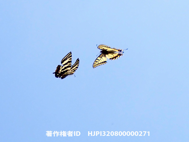 キアゲハとギフチョウの闘い　Luehdorfia japonica VS Papilio machaon  