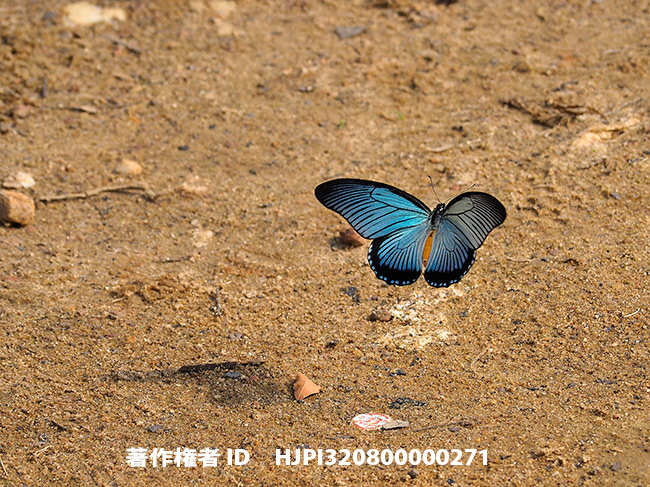 ザルモクシスオオアゲハの飛翔　Papilio zalmoxis