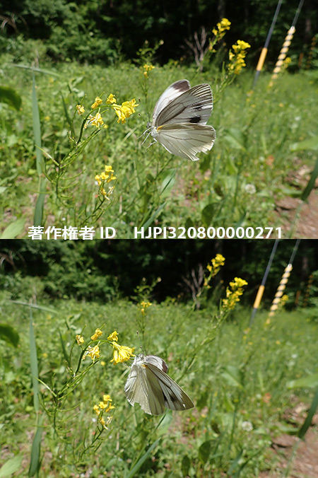 花から飛び立つスジグロシロチョウをT-G5のプロキャプチャーで撮る
