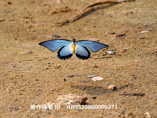 蝶の撮影法