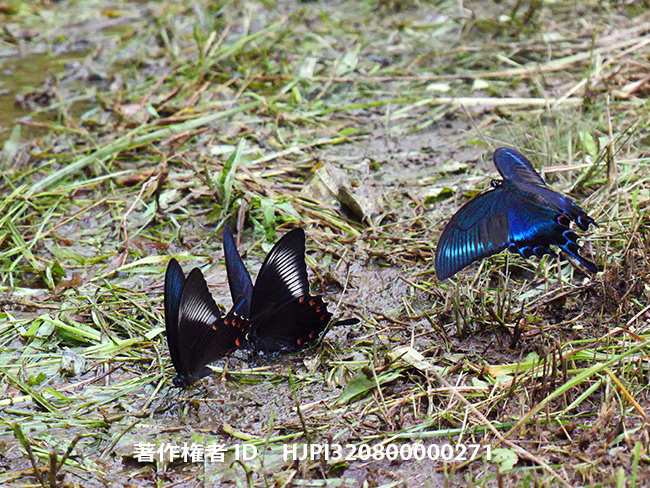 カラスアゲハとミヤマカラスアゲハ　Papilio dehaanii