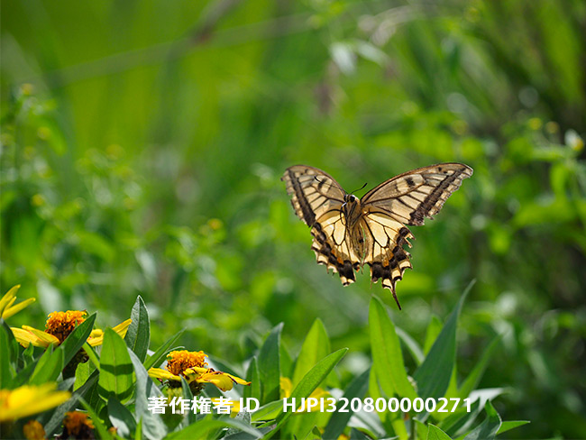 ぼろぼろのキアゲハ　Papilio machaon 