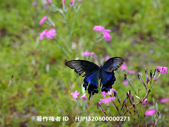 ぼろぼろのカラスアゲハ　Papilio bianor