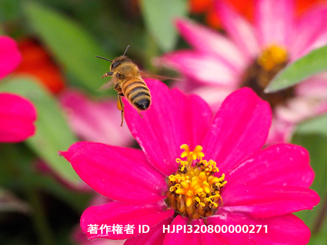 花壇のミツバチ　Apis mellifera