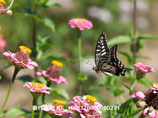 ナミアゲハの飛翔　Papilio xuthus