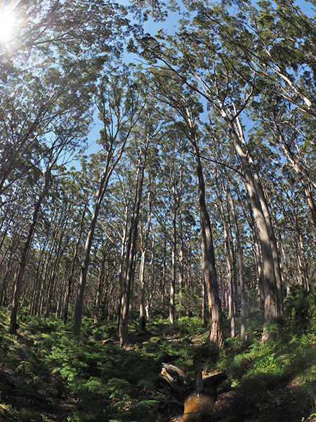 カリの木の森　Karri Forest
