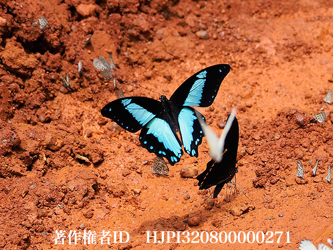 ブロミウスルリアゲハの飛翔　Papilio chrapkowskoides