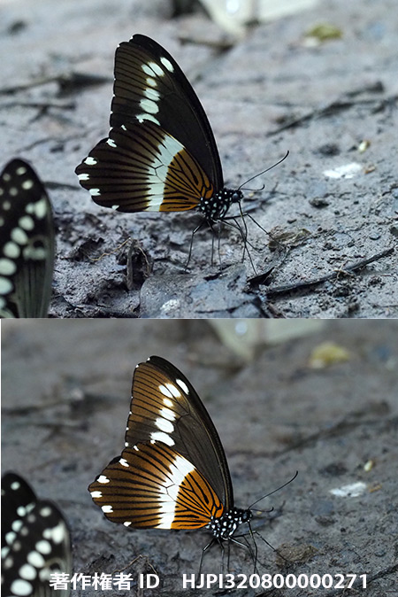  メコウィアゲハをフラッシュ有り無しで撮る Papilio mechowi