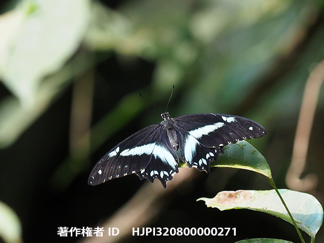 ソシアルリアゲハ　Papilio sosia