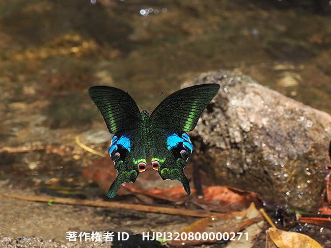 E-M1 MK2　ファームウェアバージョン2.0　まとめ　 Papilio arcturus