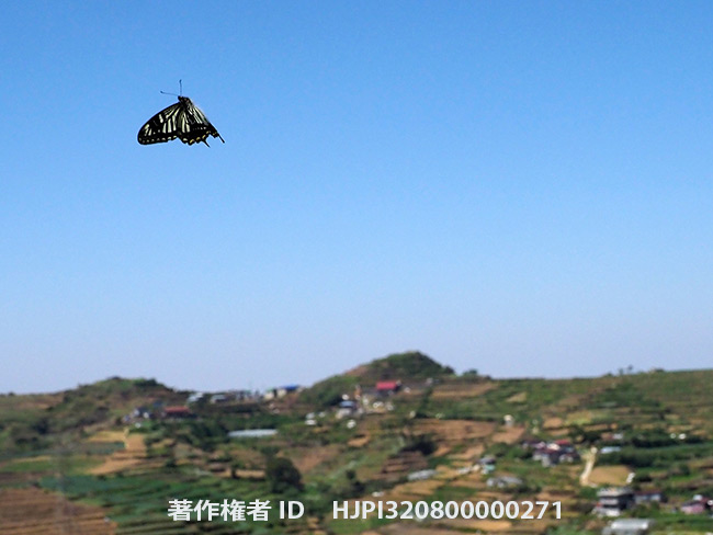 ベンゲットアゲハの飛翔　Papilio benguetanus
