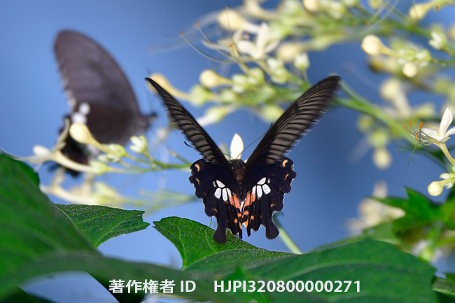シロオビアゲハのベニモン型のメス　Papilio polytes