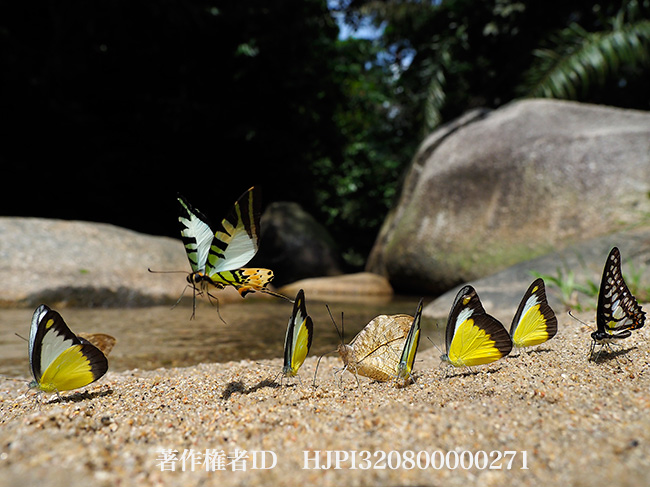 マレーシアのチョウの吸水集団