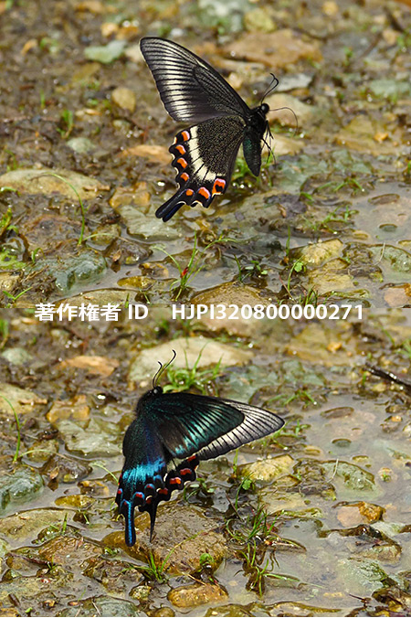 ミヤマカラスアゲハの飛翔　Papilio maackii