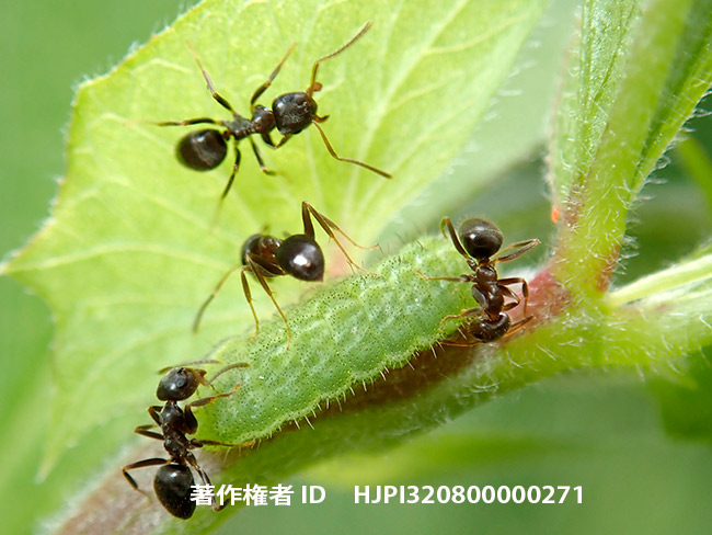 アサマシジミの幼虫　Lycaeides subsolana