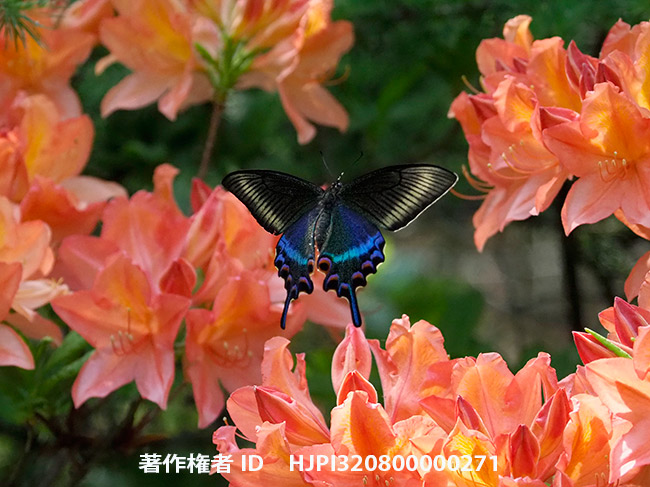 ミヤマカラスアゲハの飛翔　Papilio maackii