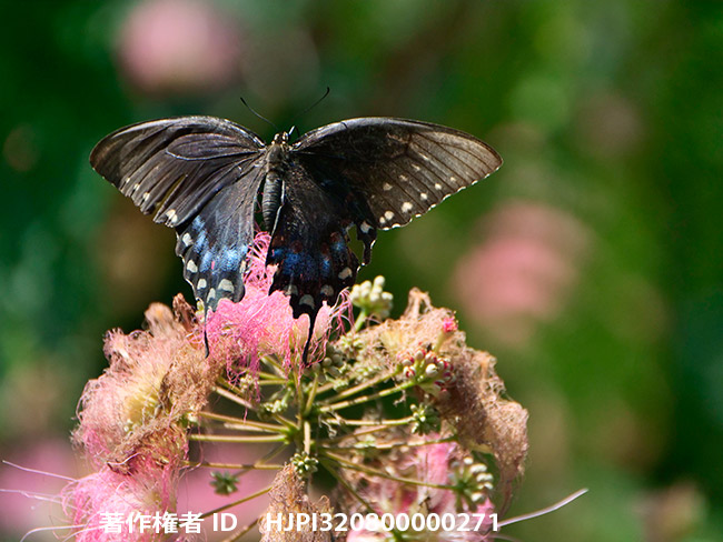 アオジャコウアゲハに擬態するクスノキアゲハ　Papilio troilus 