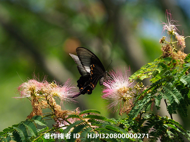 ネムノキにカラスアゲハのメスが来た　Papilio dehaanii