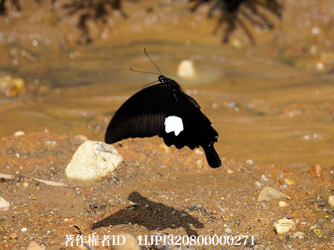 モンキアゲハ　Papilio helenus