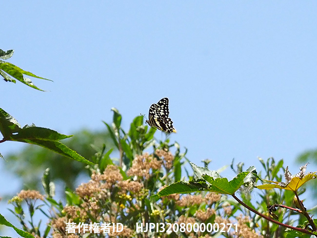 アフリカオナシアゲハ　Papilio demodocus