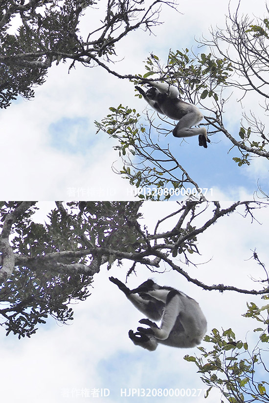 インドリキツネザルのジャンプ　Indri indri