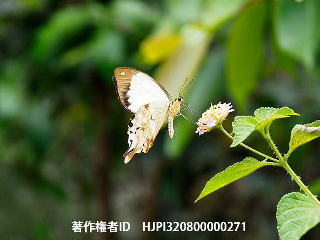 マダガスカルのオスジロアゲハ　Papilio dardanus