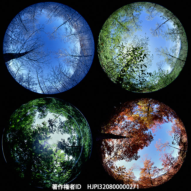 円周魚眼レンズで撮影したアトリエの林の四季　ニコンF3　